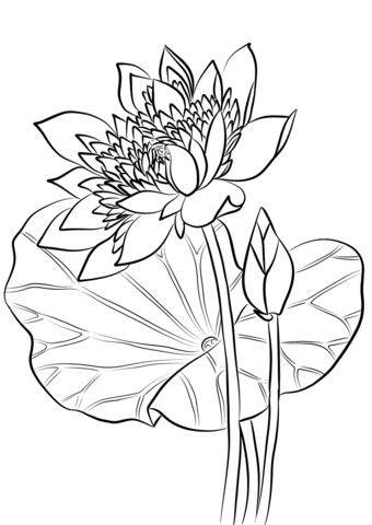 Sacred Lotus Coloring Page